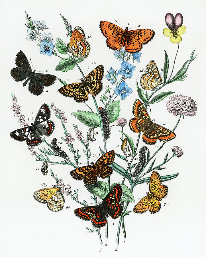 European Butterflies and Moths #2 Drawing by Vincent Monozlay