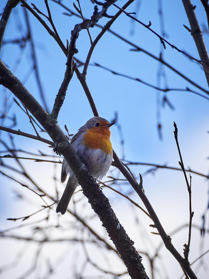 European robin #2 Photograph by Jouko Lehto
