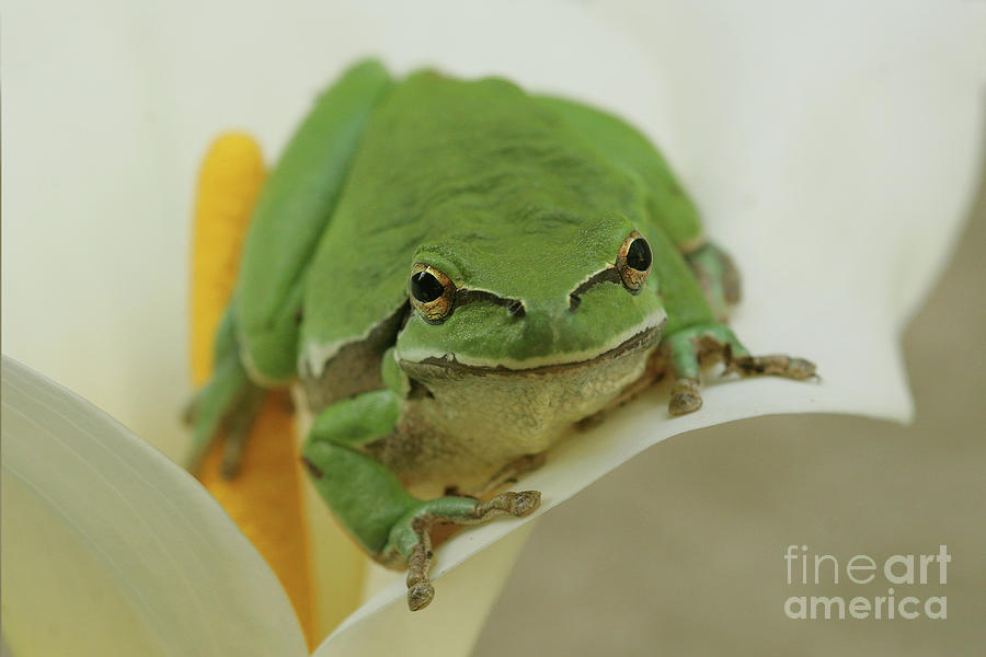 European tree frog, Hyla arborea, #2 Photograph by Alon Meir