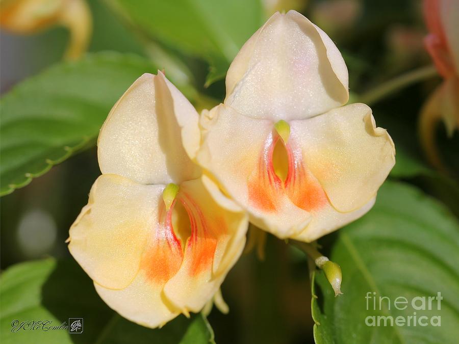Exotic Impatiens named Fusion Glow Yellow #1 Photograph by J McCombie