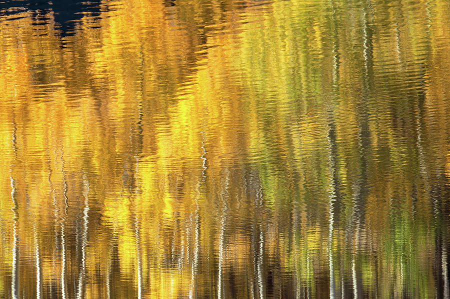 Fall Abstract 3 #1 Photograph by Jonathan Nguyen