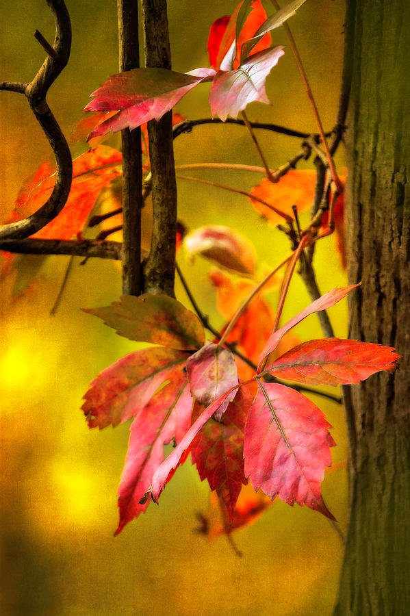 Fall colors #2 Photograph by Eduard Moldoveanu