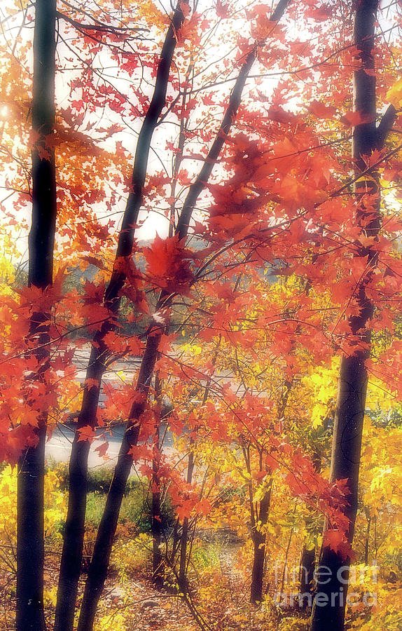 Fall Colors #2 Photograph by Raymond Earley