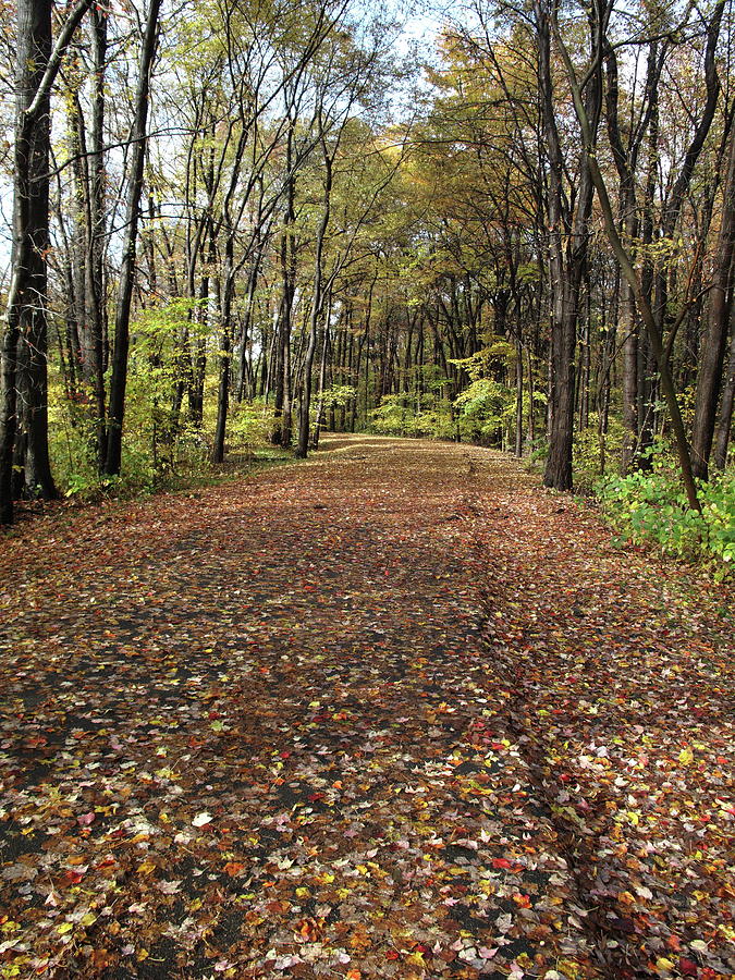 Fall Foliage And Path Photograph