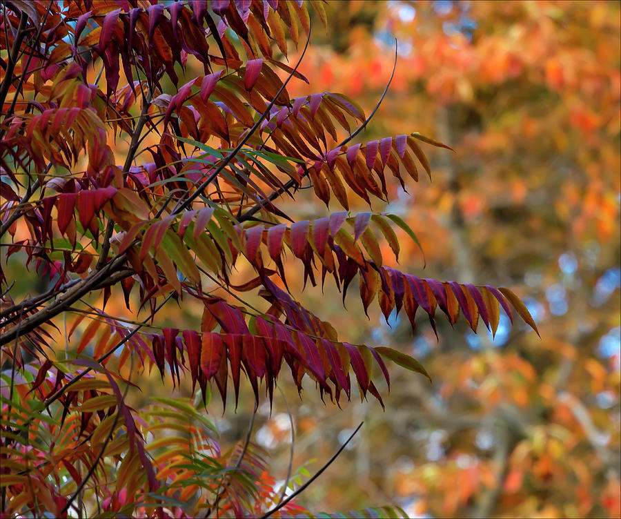 Fall Foliage Sumac #2 Photograph by Robert Ullmann