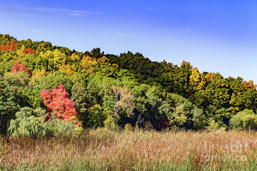 Fall Foliage #2 Photograph by William Norton
