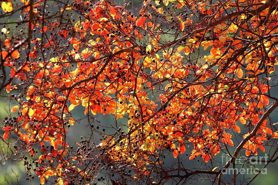 Fall Leaves #2 Photograph by Nicholas Burningham