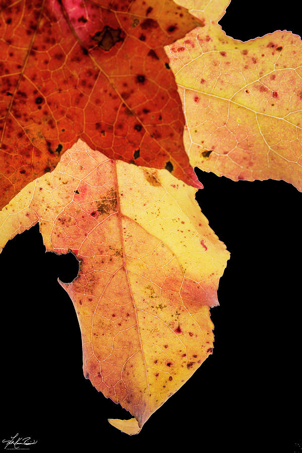 Fall Photograph - Fall Leaves #2 by Phil And Karen Rispin