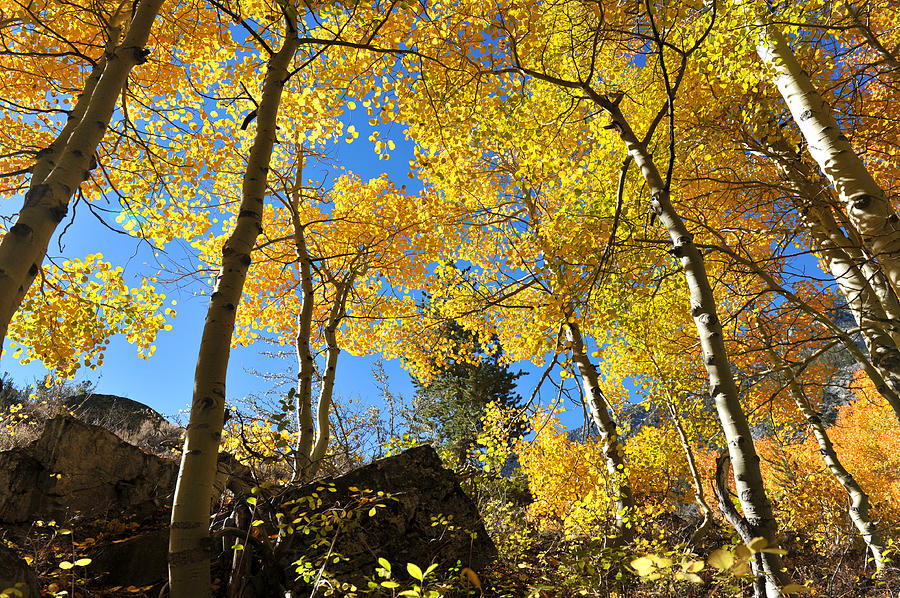 Fall season in Bishop Creek #2 Photograph by Dung Ma