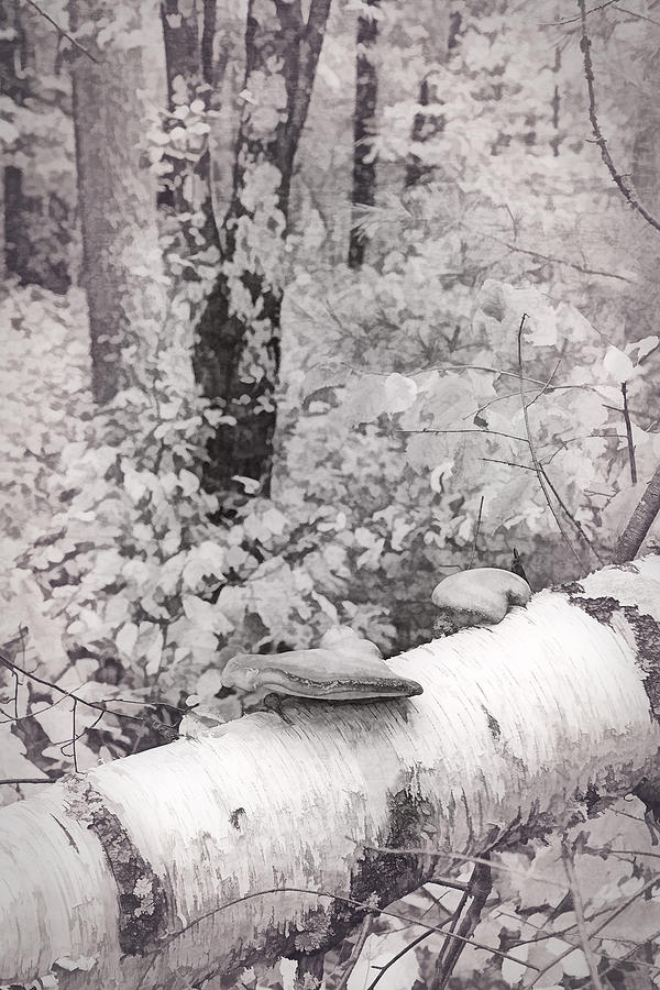 Fallen Birch #2 Photograph by Leda Robertson