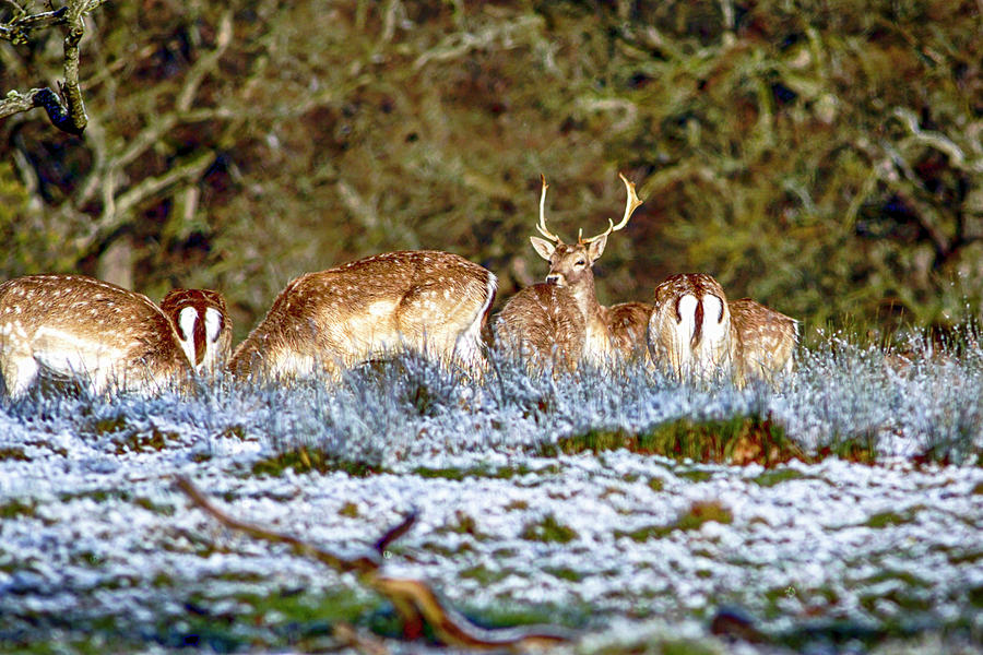 Fallow Deer in England #2 Photograph by Chris Smith