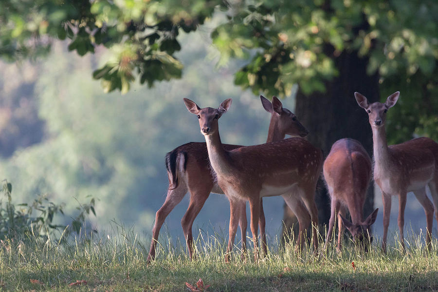 Fallow Deer #1 Photograph by Roger Lighterness