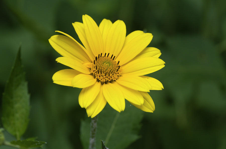 False Sunflower Photograph by Bob Corson - Fine Art America