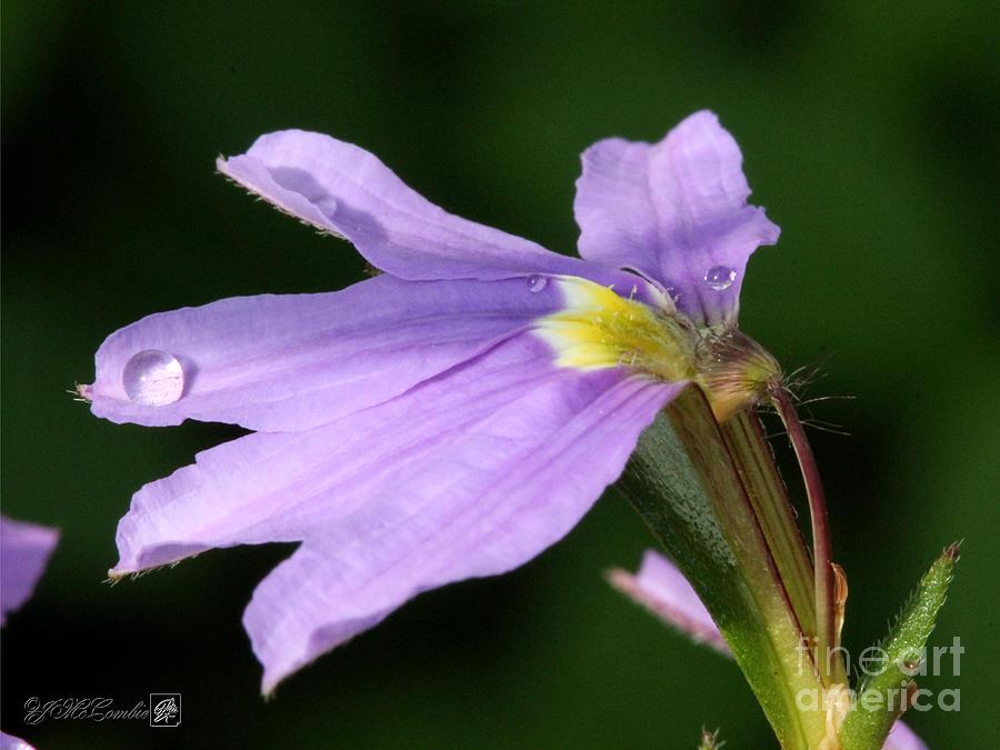 Flower Photograph - Fan Flower named Whirlwind Blue #4 by J McCombie
