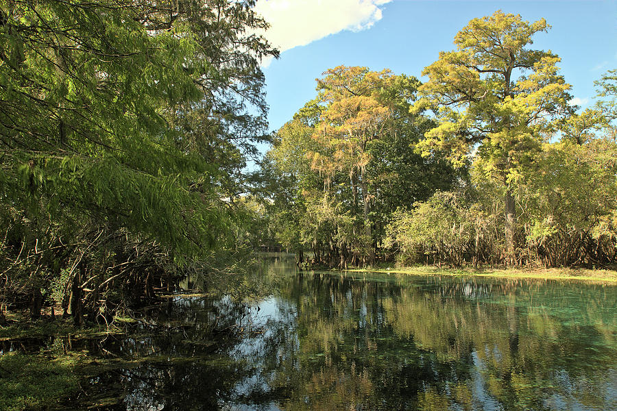 Fanning Springs Photograph by Wayne Denmark - Fine Art America