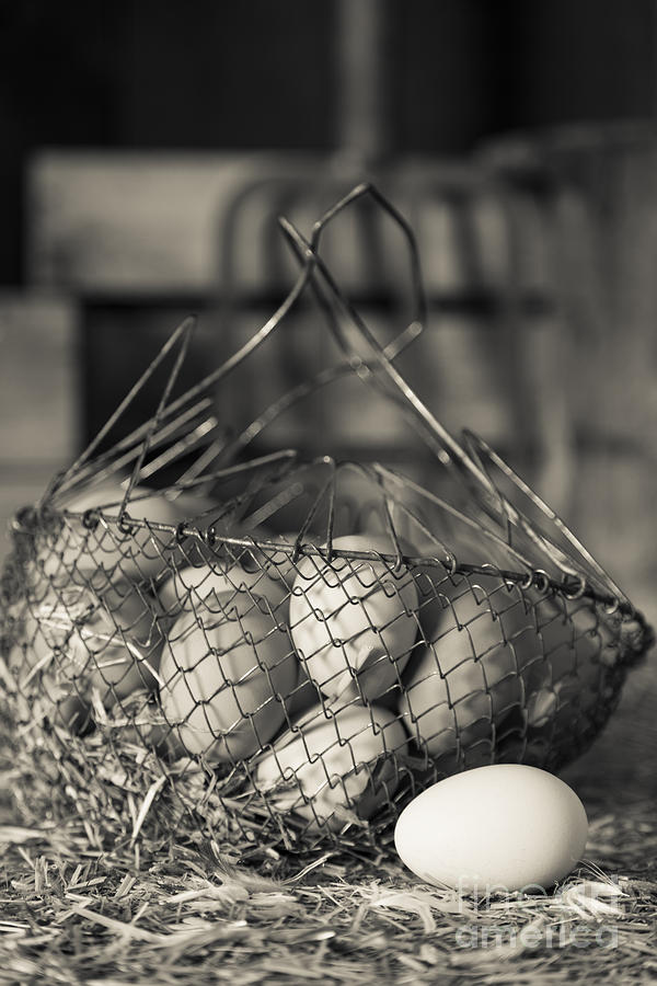 Farm Fresh Eggs BW Photograph by Edward Fielding