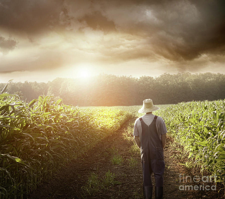 Farmer walking in corn fields at sunset #2 Photograph by Sandra Cunningham