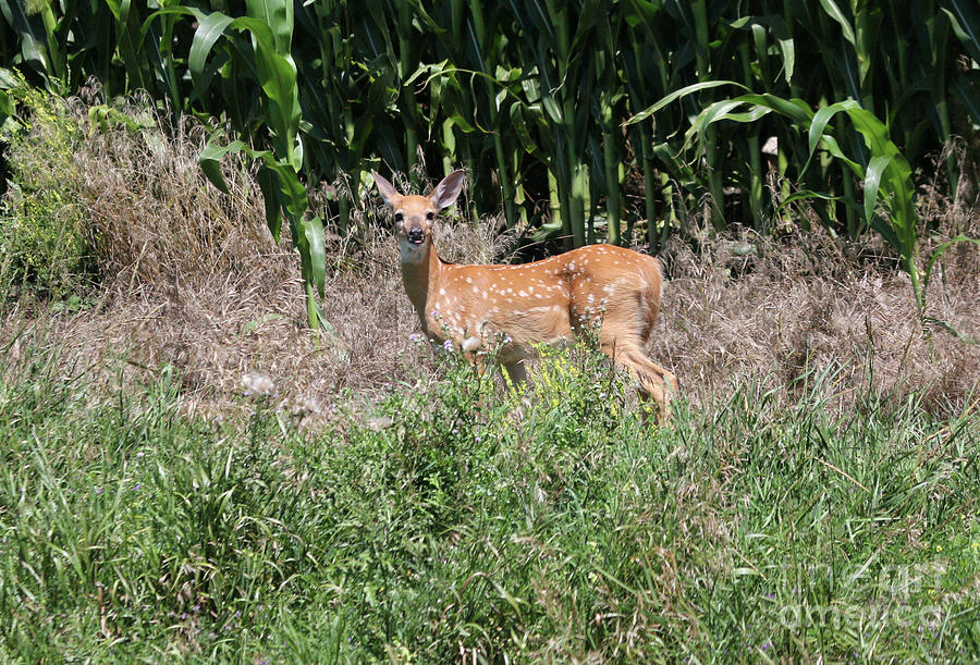 Deer Photograph - Fawn in the grass #2 by Lori Tordsen