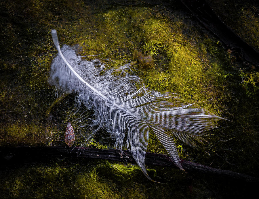 Feathers #2 Photograph by Elmer Jensen