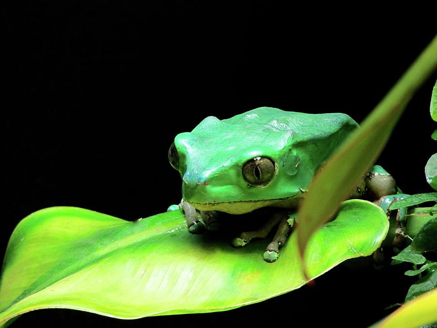 Re Upload Feeling Froggy by Jenny Regan Re Upload Feeling Froggy by Jenny Regan