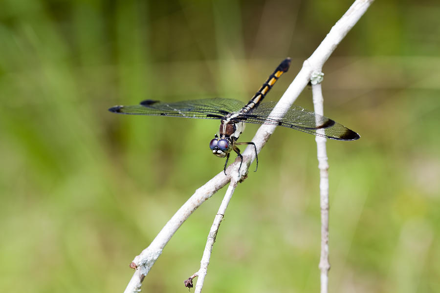Female Blue Dasher Dragonfly #2 Photograph by Kathy Clark