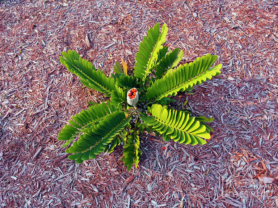 Female Cardboard Palm or Cyad producing seeds Photograph by Allan