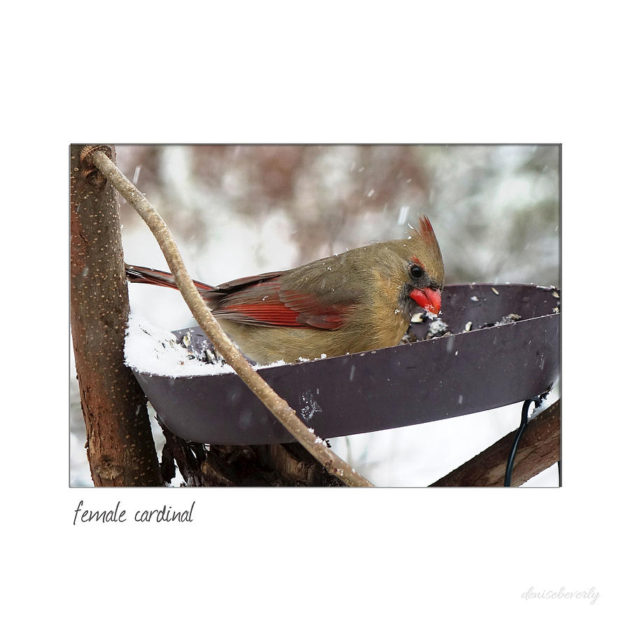 Female Cardinal  #2 Photograph by Denise Beverly
