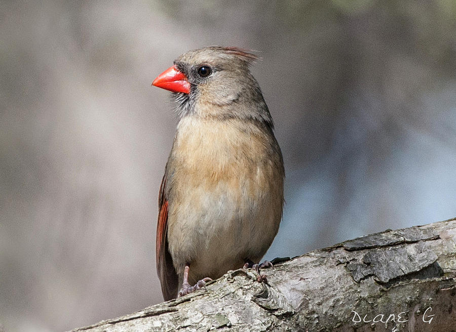 Female Cardinal #2 Photograph by Diane Giurco