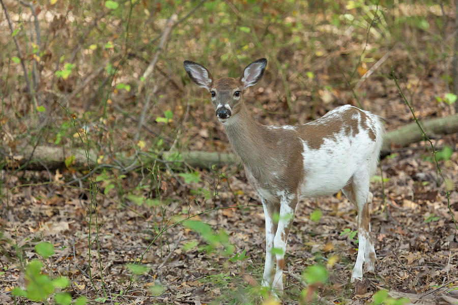 Female Piebald White-tailed Deer #2 Photograph by Erin Cadigan
