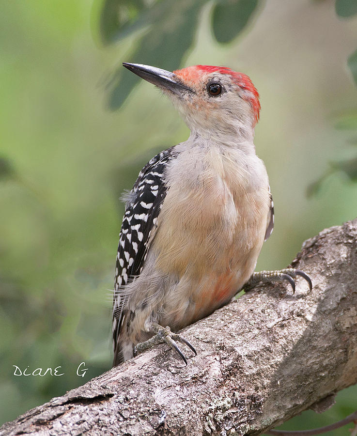Female Red-bellied Woodpecker #2 Photograph by Diane Giurco