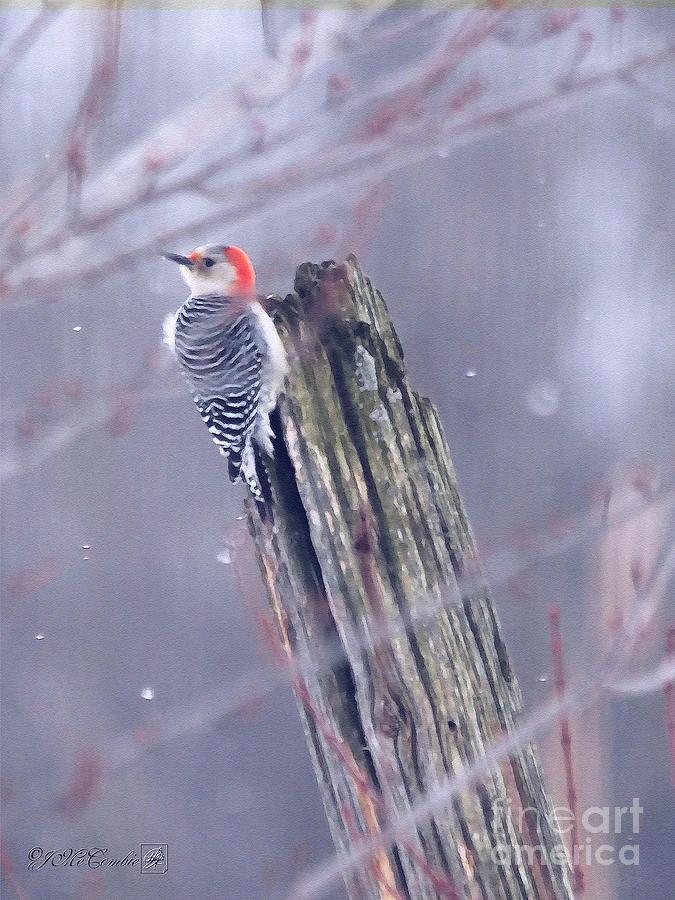 Female Red-Bellied Woodpecker #1 Painting by J McCombie