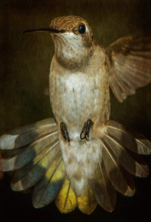 Female Ruby-Throated Hummingbird #2 Photograph by Robert L Jackson