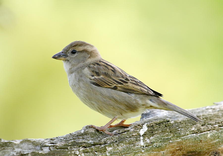 Female sparrow #2 Photograph by Elenarts - Elena Duvernay photo