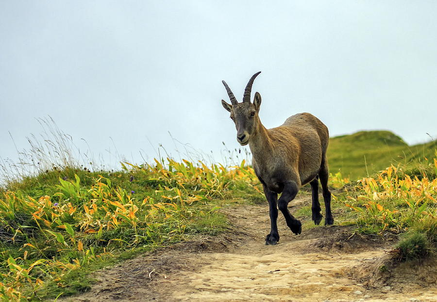 Female wild alpine, capra ibex, or steinbock #2 Photograph by Elenarts - Elena Duvernay photo