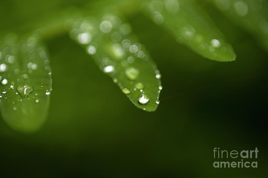 Nature Photograph - Fern Close-up of Water Droplets  #2 by Jim Corwin