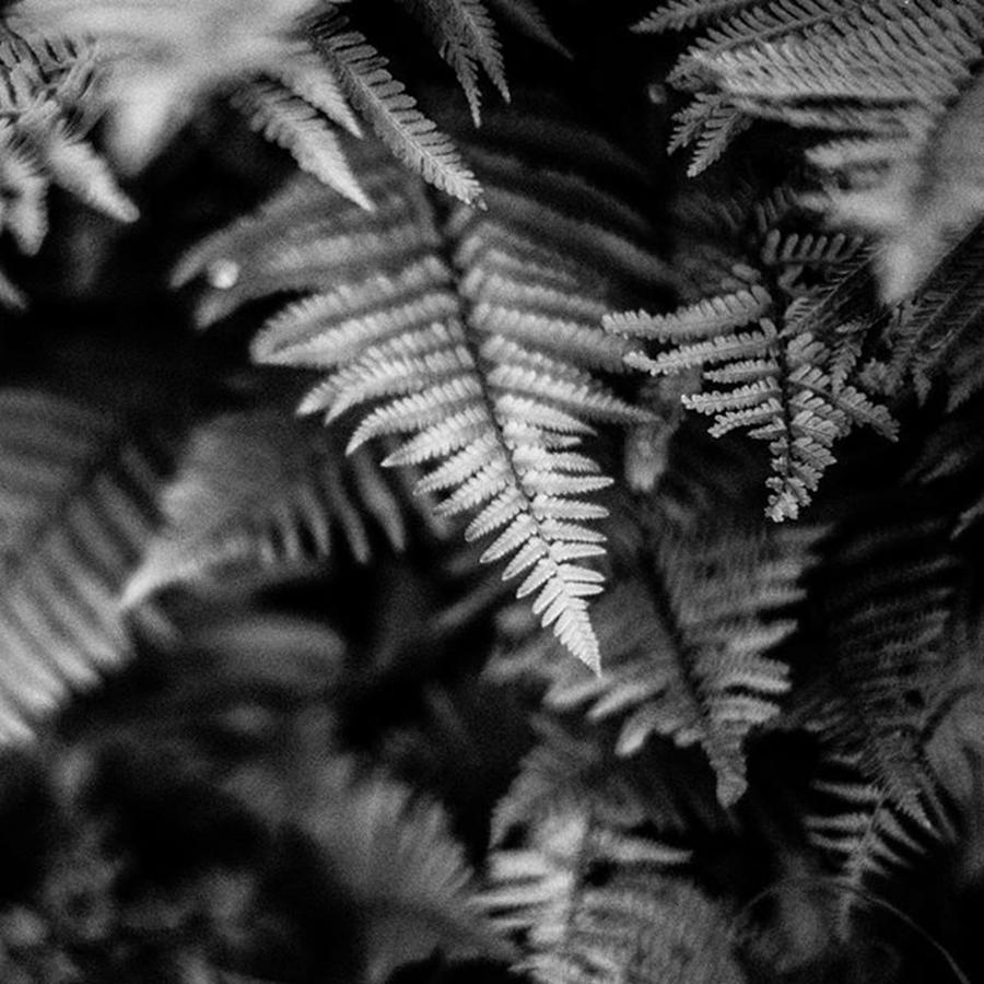 Ferns #2 Photograph by Aleck Cartwright