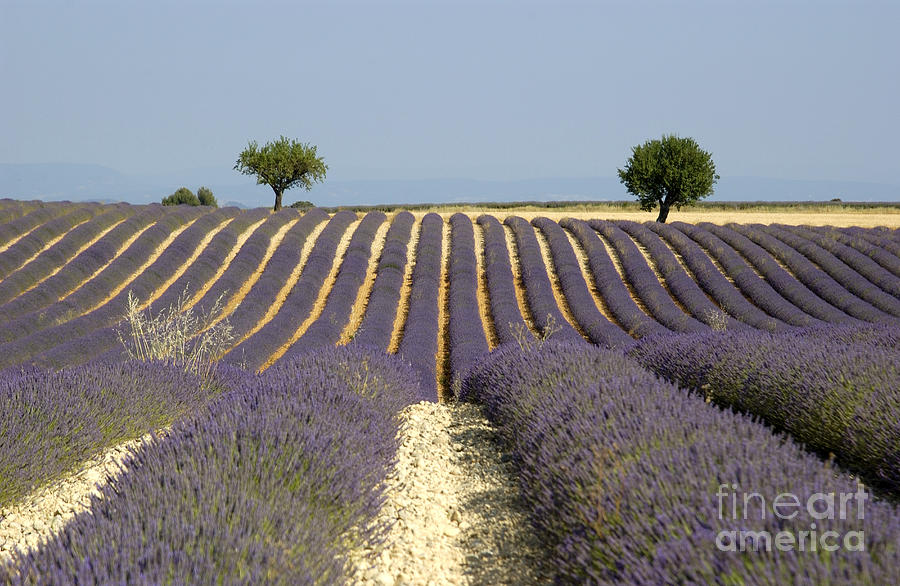 Summer Photograph - Field of lavender. Provence #2 by Bernard Jaubert