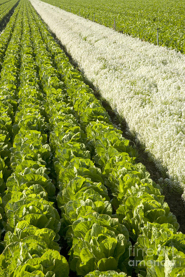 Field Of Organic Lettuce Photograph by Inga Spence - Fine Art America