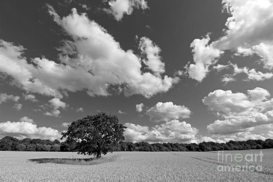 Field of Wheat #2 Photograph by Julia Gavin