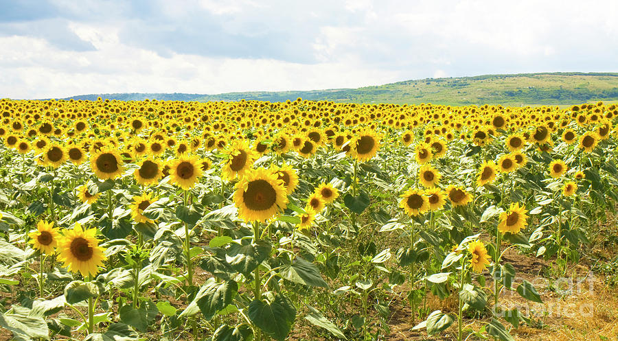 Field with sunflowers #2 Photograph by Irina Afonskaya