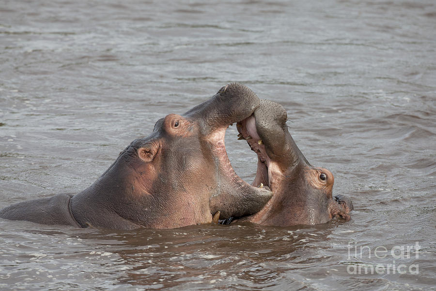 Fighting Hippos #2 Photograph by Bernd Rohrschneider