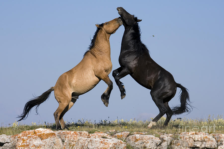 Fighting Stallions #2 Photograph by Jean-Louis Klein & Marie-Luce Hubert