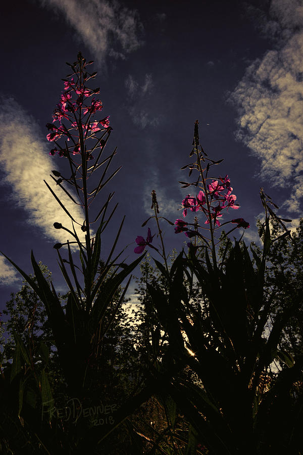Fireweed #2 Photograph by Fred Denner