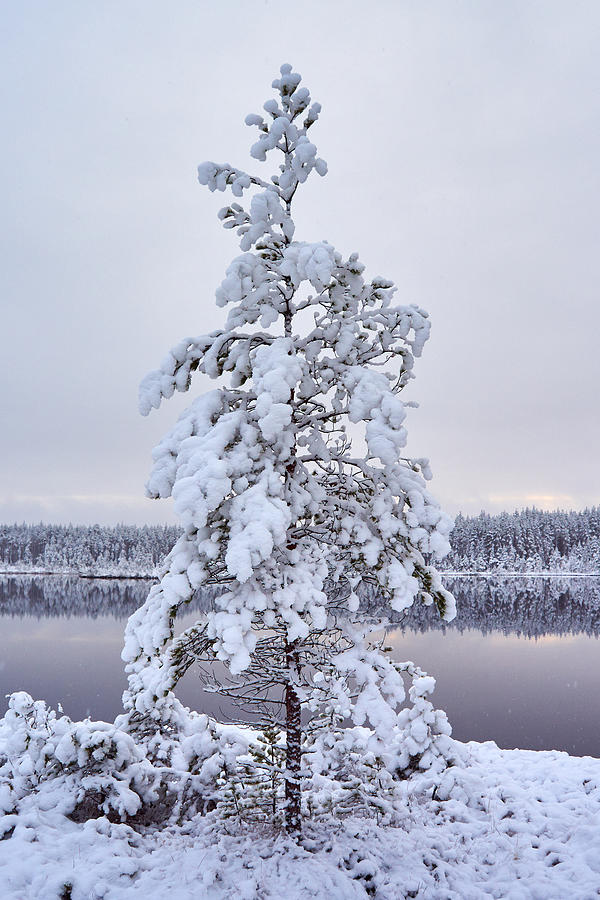 First Snow Photograph by Jouko Lehto