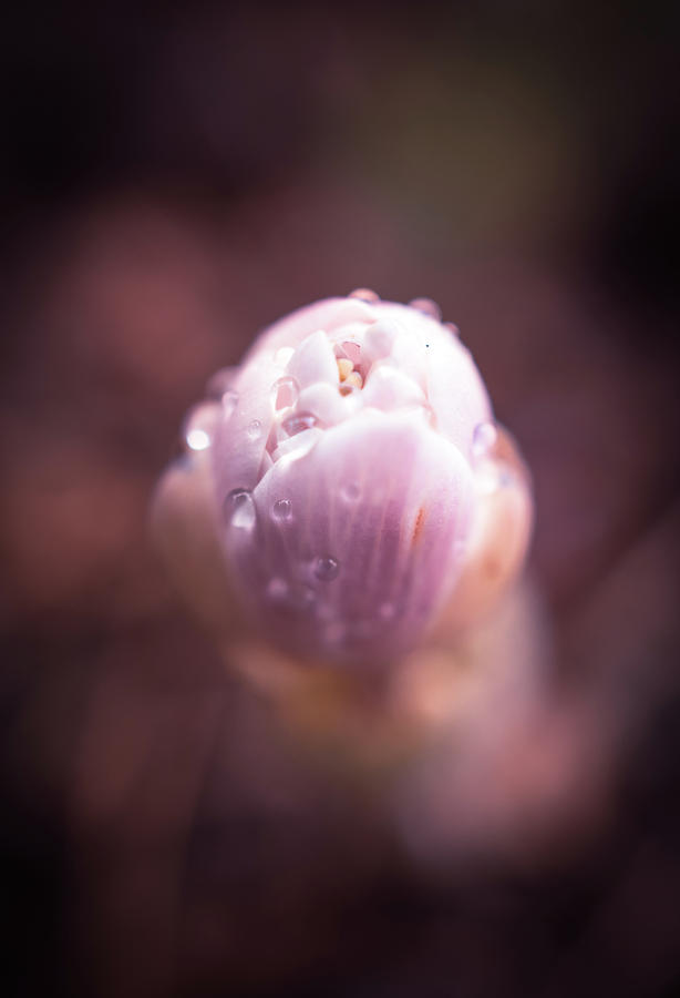 Flower Photograph - First spring flower #2 by Lilia S