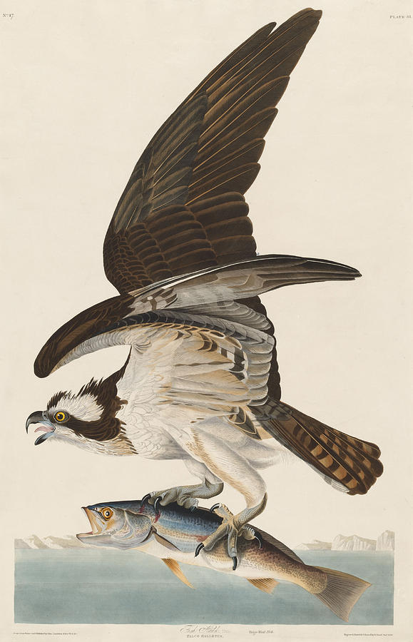 John James Audubon Drawing - Fish Hawk #2 by Dreyer Wildlife Print Collections 
