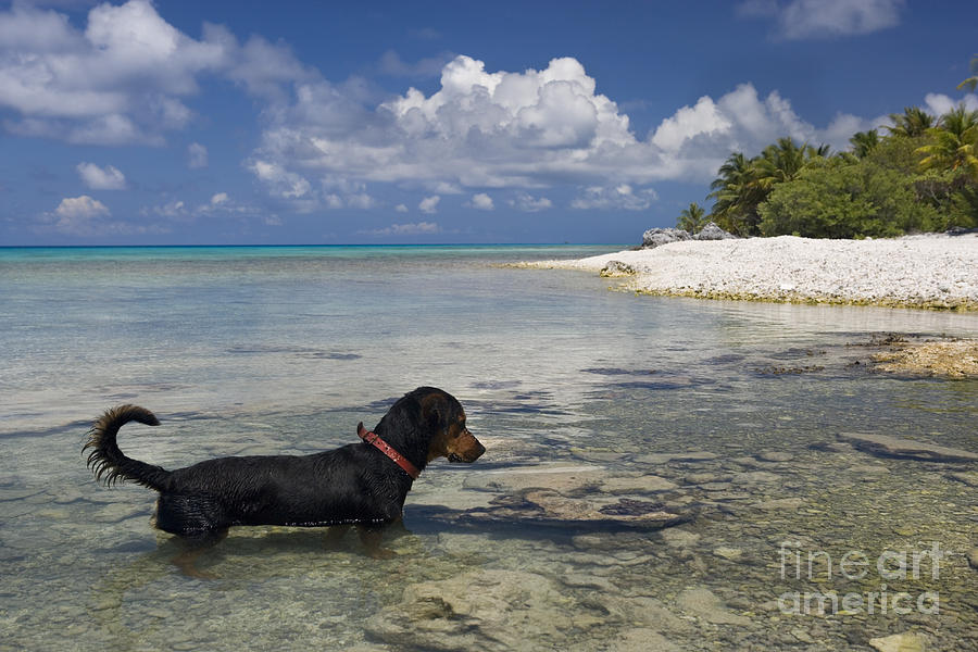 Dog Photograph - Fishing Dog Of Polynesia #2 by Jean-Louis Klein & Marie-Luce Hubert