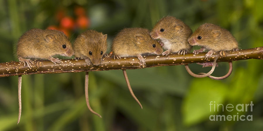 Five Eurasian Harvest Mice #2 Photograph by Jean-Louis Klein & Marie-Luce Hubert