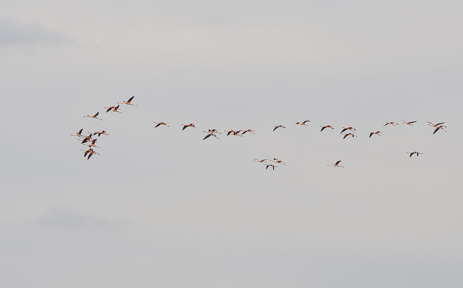 Group of Flamingo birds Photograph by Michalakis Ppalis