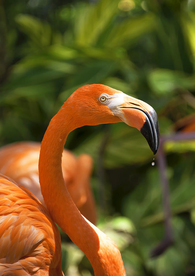 Flamingo  #2 Photograph by Gouzel -